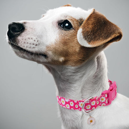 Faygarsle Cotton Dog Collar - Cute Collars for Small Medium Large Dogs, Hot Pink Floral Options, Soft Fancy Pet Collars