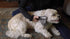 MISTIC COOL Alpha Pro - Dog Trimmer for Grooming, Painlessly Safely Removes Knots Tangles from Long Haired Dog,