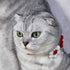 Handmade Dog Costume - Red and White Floral Design Wedding and Birthday Bandana, Cute Collars for Medium Small Cats