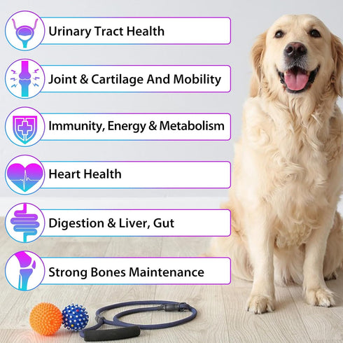 Oimmal 15 1 Immunity, 2 oz in Dog Multivitamin, All-in-One Multi Liquid Multivitamin for Dogs, Dog Vitamins