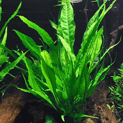 Aquatic Discounts 3 2 1 Different Types of Beginner/Super Easy Live Aquarium Plants - Bacopa + Anubias + Java Fern BU Y