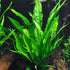 Aquatic Discounts 3 2 1 Different Types of Beginner/Super Easy Live Aquarium Plants - Bacopa + Anubias + Java Fern BU Y