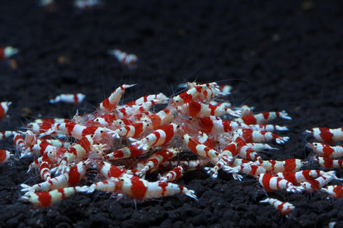 1/4 1/2 Inch (5 Count) Crystal Red S Grade Live Freshwater Aquarium Shrimp - to Long