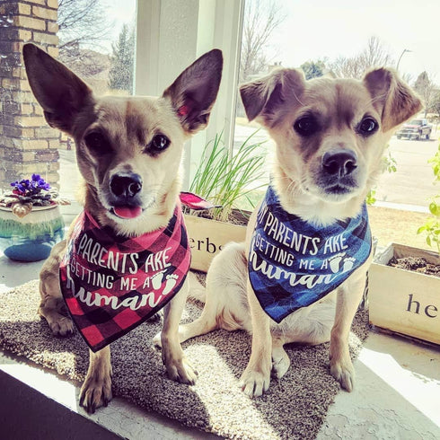 My Parents are Getting me a Human, 2 Pack Gender Reveal Dog Bandana