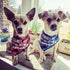 My Parents are Getting me a Human, 2 Pack Gender Reveal Dog Bandana