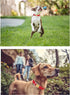 Babole Nylon Dog Collars Red for Small Puppy Dog, Adjustable Soft Comfortable Pet Collars with Safety Metal Buckle for