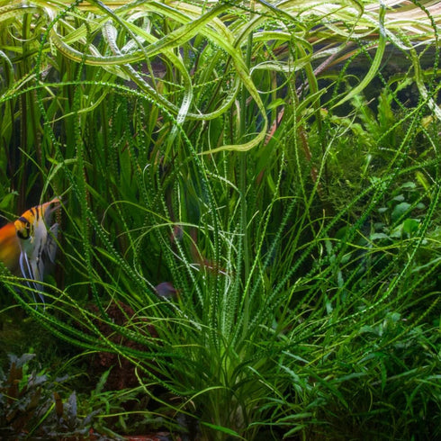 3X 1 2-Day Crinum Calamistratum+ Bonus Plant (Tropical Live Aquarium Plants) Arrival