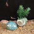 2pcs 1", (2pcs Medium Hermit Crab Shells, M Size Opening Natural Sea Conch, Turbo Seashells for Hermit Crab Supplies