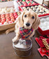 Amici Pet Chance Oval Metal Treats Storage Canister, Stainless Steel, 52 Ounces, Food Safe, Silver Tone Bone Knob