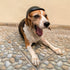 Enjoying Dog Helmet for Medium Dogs - Motorcycle Doggie Helmets for Small to Medium Breeds, Adjustable