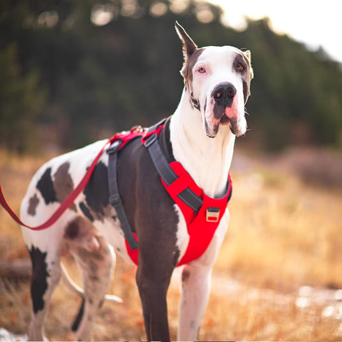 Outward Hound Boulder Adventure Adjustable Dog Harness with Pockets, Small, Red