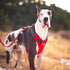 Outward Hound Boulder Adventure Adjustable Dog Harness with Pockets, Small, Red