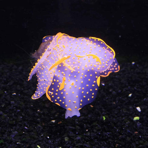 Cayway 6 Pack Aquarium Fish Tank Glowing Simulation Coral Plant Ornaments, Glowing Silicone Mushroom Lotus