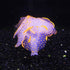Cayway 6 Pack Aquarium Fish Tank Glowing Simulation Coral Plant Ornaments, Glowing Silicone Mushroom Lotus
