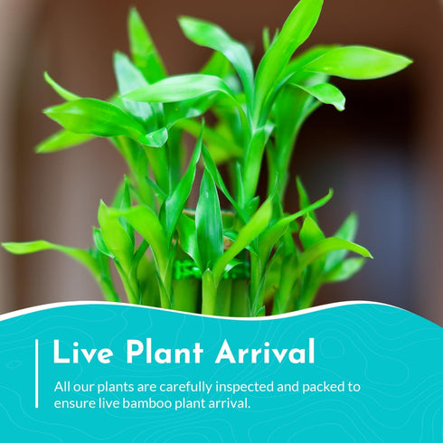 2 Pack Counter Lucky Bamboo Curly Dracaena Sanderiana - Indoor Plants for Peace and Harmony - Peace Lily Plant Indoor
