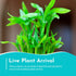 2 Pack Counter Lucky Bamboo Curly Dracaena Sanderiana - Indoor Plants for Peace and Harmony - Peace Lily Plant Indoor
