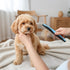 Quilax Metal Dog Comb, Stainless Steel Teeth Dematting Comb for Dogs Cats, Dog Grooming Combs, Pet Hair Combs