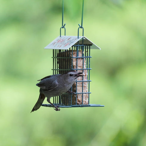 Wild Wings Decorative Metal Suet Cage Feeder for Outdoor Wild Bird Feeders, Black