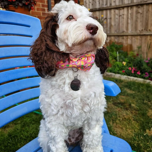 Adjustable Dog Collar with Summer Fruit Print - Bowtie Design for Small, Medium, Large Dogs