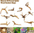 Hamiledyi 5PCS Driftwood for Aquarium, 7-9inch Natural Reptile Spider Wood, Assorted Branches Fish Tank Decor