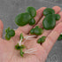 Framendino 36 Pack Artificial Mini Duckweed with Root for Aquarium Fish Tank Decor