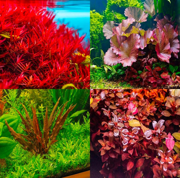 Big Kahuna Aquatics 4 Red Aquarium Plants Rotala Ludwigia Super Wendtii Red Tiger Lotus Tropical