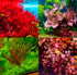 Big Kahuna Aquatics 4 Red Aquarium Plants Rotala Ludwigia Super Wendtii Red Tiger Lotus Tropical