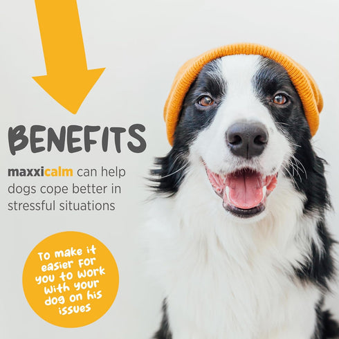 maxxipaws maxxicalm Natural Calming Supplement for Dogs - 120 Tablets, Non-Drowsy