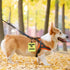 In Training Ignore/Ignore Me Anxious Alert Hanging Patch - Caution Stop Dog Alert Hanging Patches