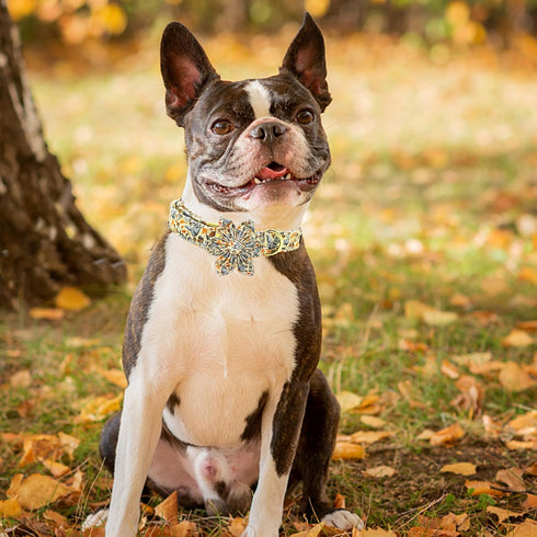Elegant Little Tail Fall Dog Collar with Flower, Halloween Plaid Pet Collar for X-Small Dogs, Holiday