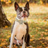 Elegant Little Tail Fall Dog Collar with Flower, Halloween Plaid Pet Collar for X-Small Dogs, Holiday