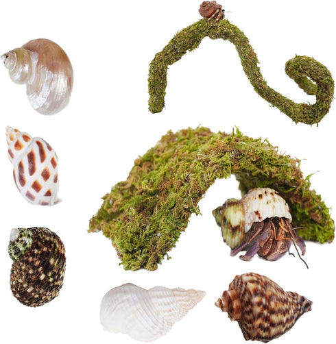 Begeterday Hermit Crab Accessories 7PCS, Include 5PCS Hermit Crab Shells, 1PCS Climbing Toy
