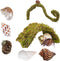 Begeterday Hermit Crab Accessories 7PCS, Include 5PCS Hermit Crab Shells, 1PCS Climbing Toy