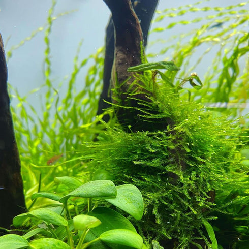 PLANTEREST BUY2GET1FREE Java Moss Vesicularia Dubyana Mats US Grow Live Aquarium Plant Tropical Freshwater Decorations