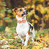 Fall Boy Dog Collar - Orange Maple Leafs Rugby Bow Tie Collar with Safety Metal Buckle for Small, Medium, Large Dogs