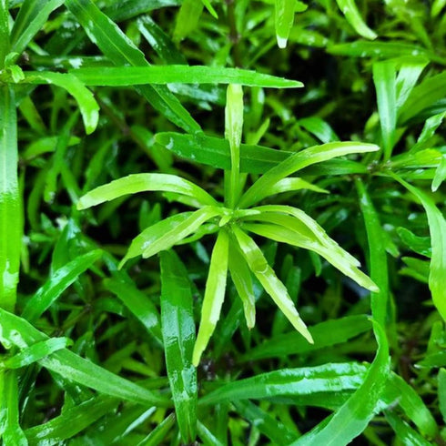 PLANTEREST BUY2GET1FREE Pogostemon Octopus Potted Live Aquarium Plant Tropical Freshwater Decorations
