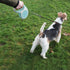 No Handle Dog Leash, 3FT / 6FT Tether Training Leash, Tie Down for Exercising, Bicycle and Outdoor Running Walking