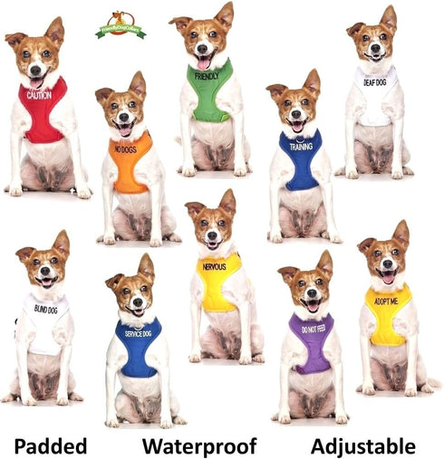 Deaf Dog Dexil Friendly Dog Collars, Color Coded Dog Accident Prevention Leash, 6ft/1.8m, Award Winning