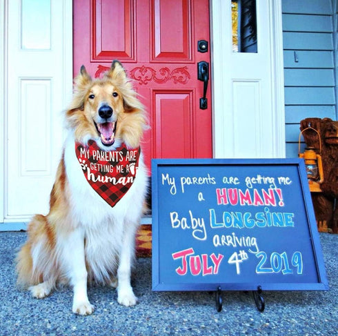 My Parents are Getting me a Human, 2 Pack Gender Reveal Dog Bandana