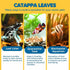 SunGrow 100 pcs Catappa Indian Almond Leaves for Betta Fish Tank, 2” Water Conditioner Leaves