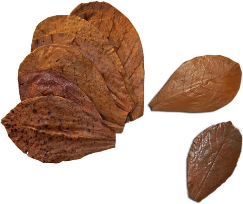 SunGrow Betta Leaves - 50 Pcs, 2” Mini Catappa Indian Almond Leaves for Fish Tank