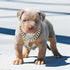 Silver Metal Dog Chain Collar with Design Secure Buckle & ID Tag - Strong Stainless Steel Cuban Link Chain for Medium