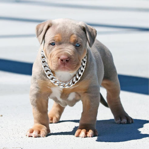 Secure Buckle Silver Metal Dog Chain Collar with ID Tag, Strong Stainless Steel Cuban Link Chew Proof for Large Dogs