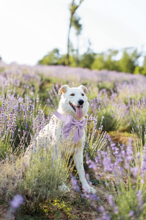 Unique Style Paws Purple Silk Dog Collar with Bow, Adjustable Durable Fashion Bowtie Collar for X-Large Dogs