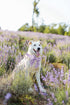 Unique Style Paws Purple Silk Dog Collar with Bow, Adjustable Durable Fashion Bowtie Collar for X-Large Dogs