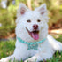 Frienda 5 Pcs Pet Pearl Necklace Diamond Crystal Dog Collars with Bling Rhinestones, Wedding Collar for Puppy Pets (S)