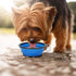 Kytely 2 Pack Large Collapsible Dog Bowl, 34oz Foldable Travel Bowls, Portable Pet Feeding Cup for Hiking, Black+Blue