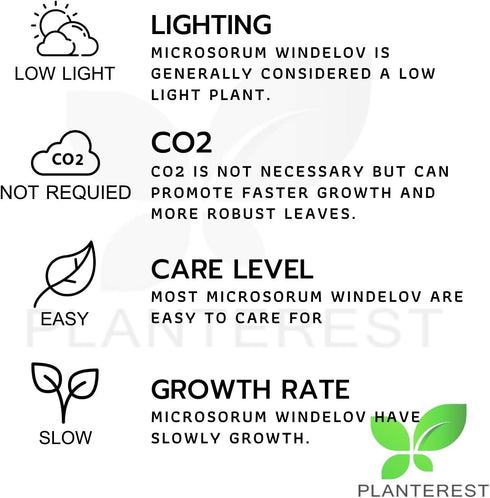 PLANTEREST BUY2GET1FREE Microsorum Java Fern 'Windelov' Potted Easy Live Aquarium Plant Decorations