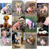 CHBORCHICEN Knitted Small Dog Sweaters, Warm Winter Clothes for Pet Cat, Large, Pink