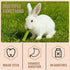 Jwizyotr 30PCS Chinchilla Rabbit Chew Sticks Guinea Pig Chew Toys Bunny Treats Natural Papaya Stems for Hamster Guinea
